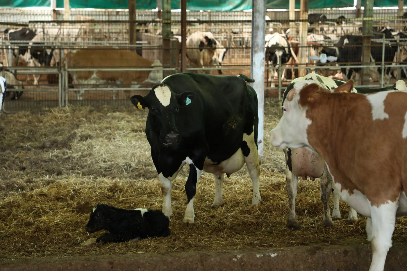Bomonti çiftliğinde Holstein ve Simmental inekler ile yeni doğan buzağı
