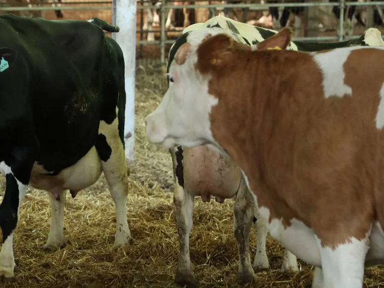 Bomonti ahırında Simmental (Simental) inek
